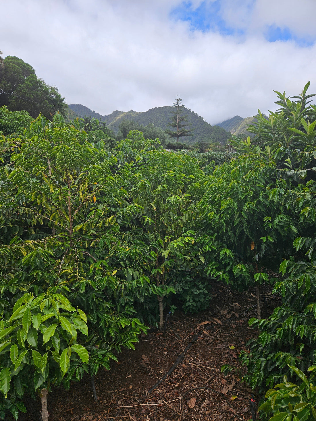 Farm Visit - Finca Anthea Café auf La Palma